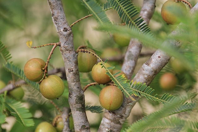 アムラの果実