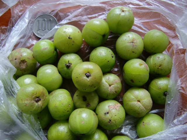 ネパールのアムラ