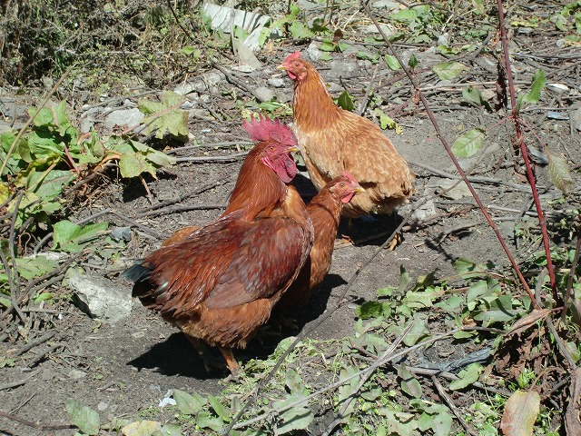 ネパールの鶏