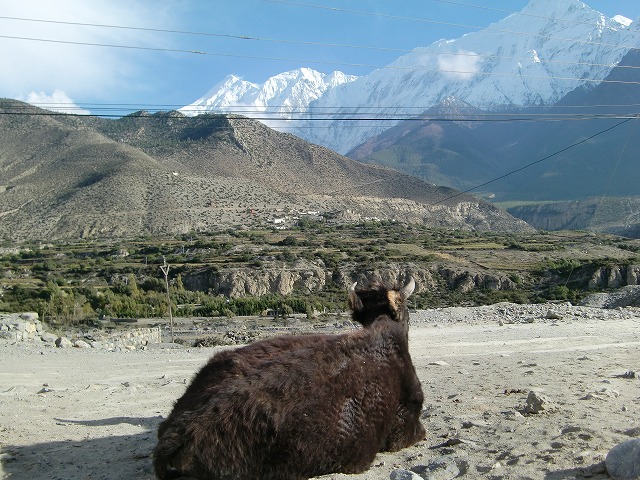 ネパールの牛