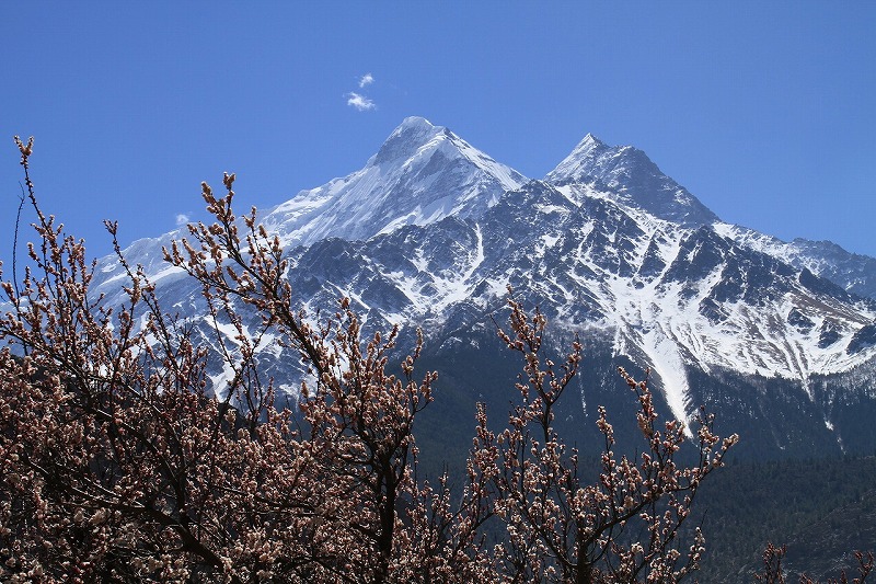 梅の花とニルギリ山です。