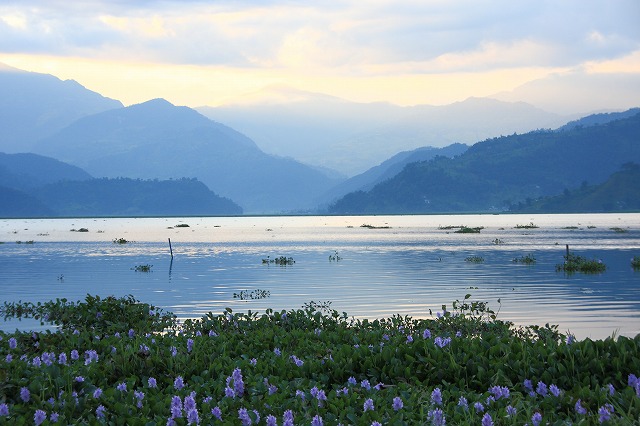 水草に花が咲いているポカラのペワ湖(フェワ湖)